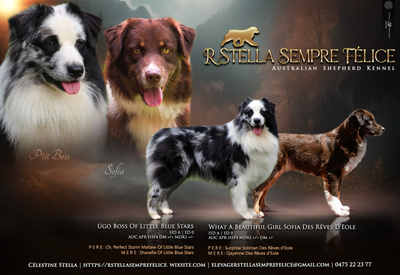 R Stella Sempre Félice - ✨ Ça y est...la voici, la voilà ; l annonce officielle 🎉