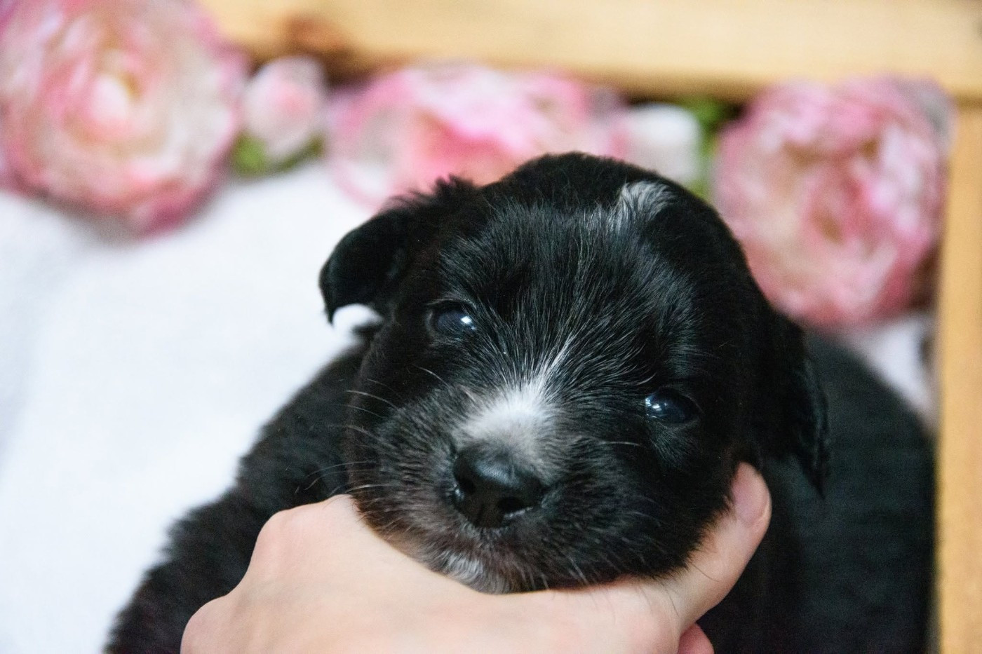 R Stella Sempre Félice