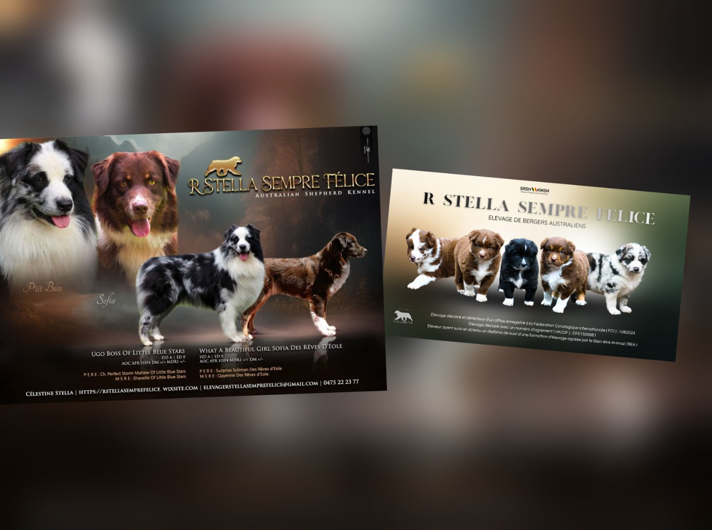 R Stella Sempre Félice - Berger Australien - Portée née le 15/10/2025