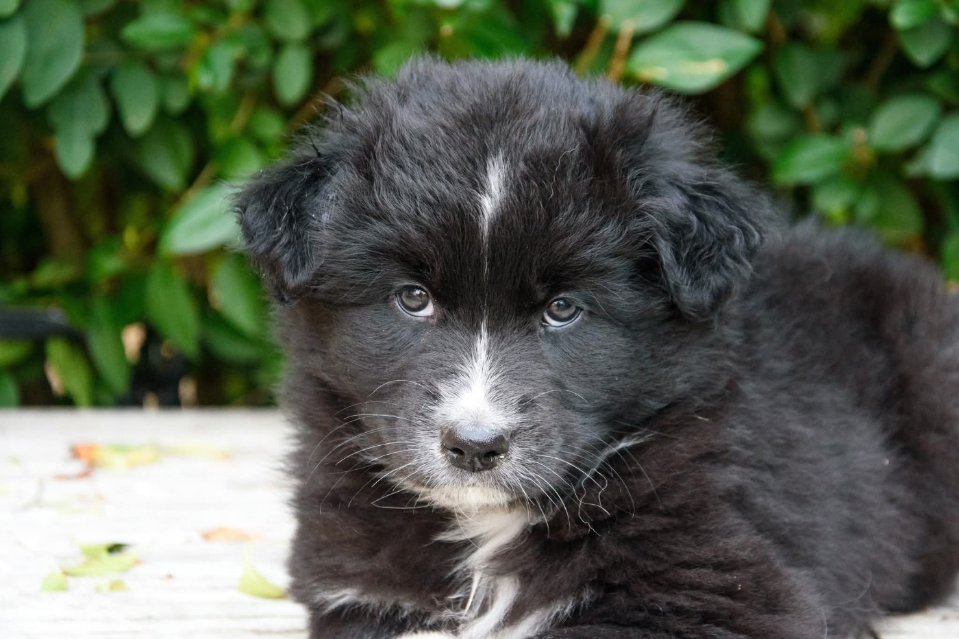 R Stella Sempre Félice - Chiots disponibles - Berger Australien