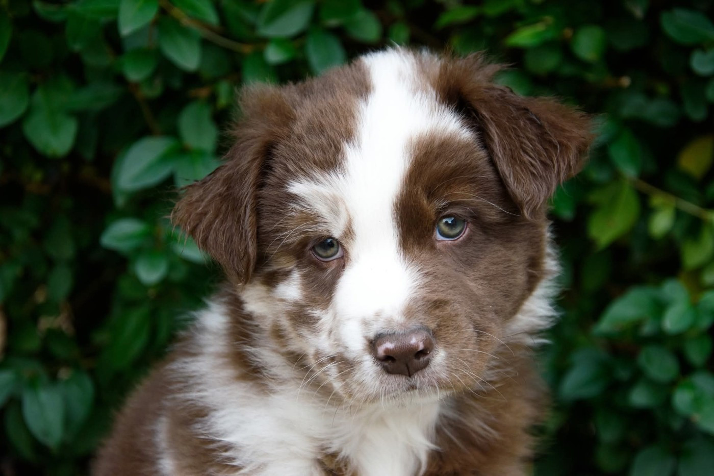 R Stella Sempre Félice - Chiots disponibles - Berger Australien