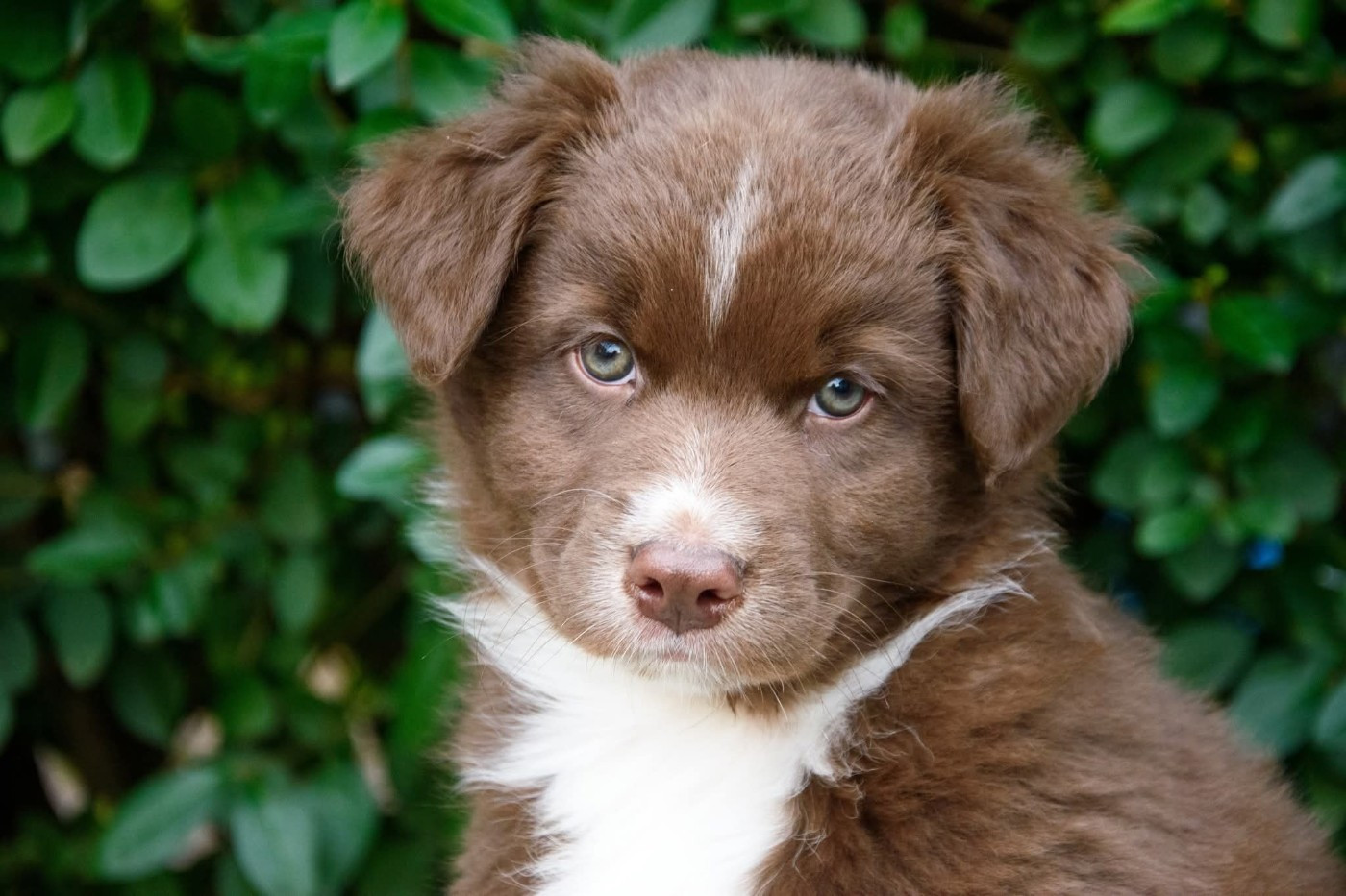 R Stella Sempre Félice - Chiots disponibles - Berger Australien