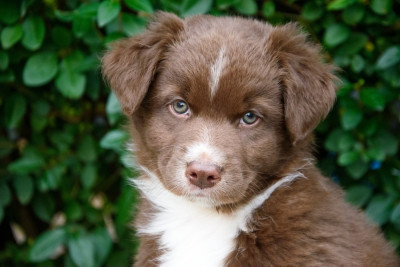 Your Sweet Obsession